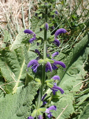 Salvia pratensis