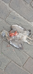 Columba palumbus