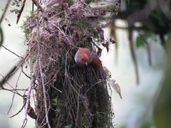 Cranioleuca erythrops