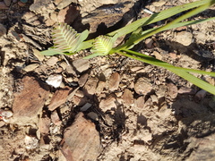 Lapeirousia pyramidalis pyramidalis