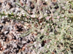 Salsola tragus