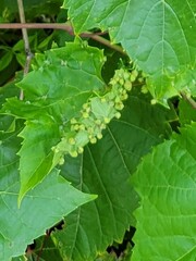 Daktulosphaira vitifoliae