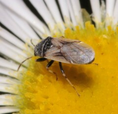 Metopoplax