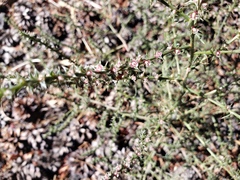 Salsola tragus