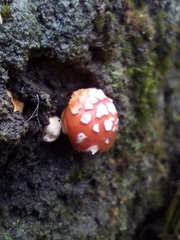 Amanita xanthocephala