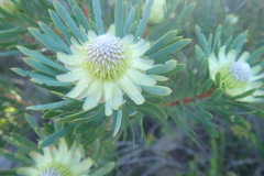 Protea scolymocephala