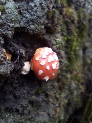 Amanita xanthocephala