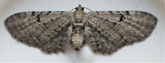 Eupithecia absinthiata