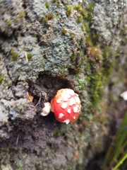 Amanita xanthocephala
