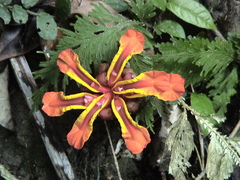 Etlingera