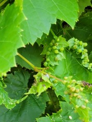 Daktulosphaira vitifoliae