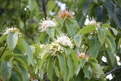 Reevesia pubescens