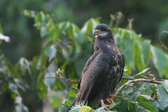 Rostrhamus sociabilis