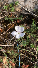 Geranium incanum
