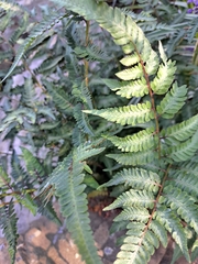 Athyrium niponicum