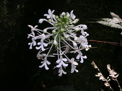 Calanthe triplicata