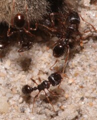 Tetramorium caespitum
