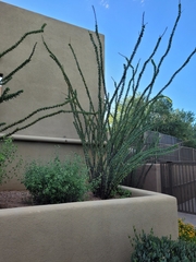 Fouquieria splendens