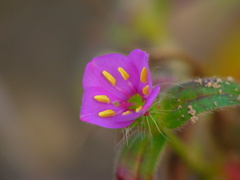 Melastomeae