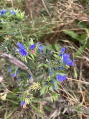 Echium