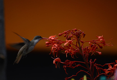 Leucolia violiceps