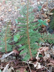 Polystichum setiferum