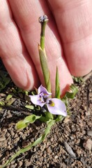 Moraea fergusoniae