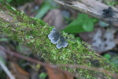 Parmotrema hypotropum