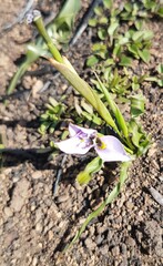 Moraea fergusoniae