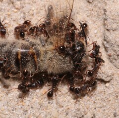 Tetramorium caespitum