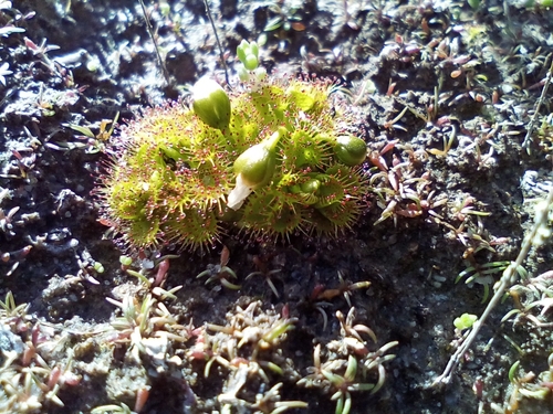 Drosera ramellosa