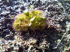 Drosera ramellosa