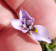 Moraea fergusoniae