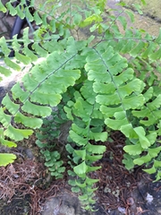 Adiantum pedatum