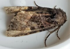 Euplexia benesimilis