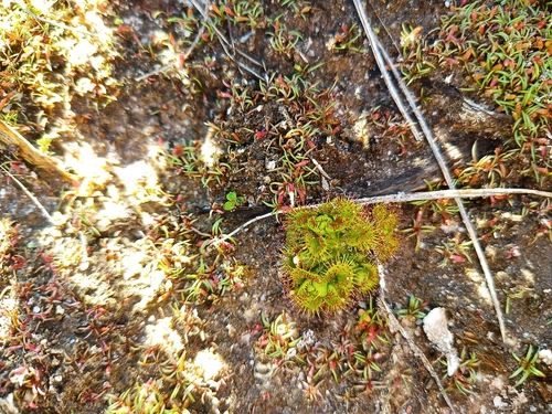 Drosera ramellosa