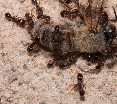Tetramorium caespitum