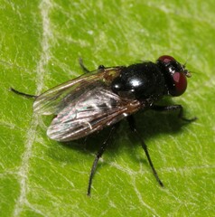 Hydrotaea