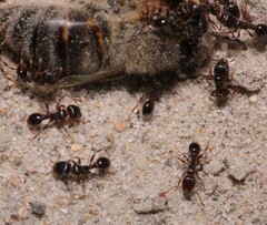 Tetramorium caespitum