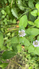 Mentha aquatica