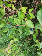 Lonicera caerulea