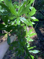 Quercus phellos