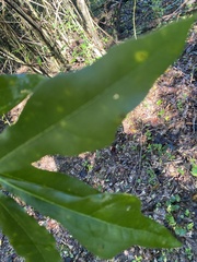 Quercus phellos