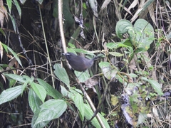 Scytalopus