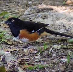 Pipilo erythrophthalmus