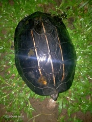 Melanochelys trijuga