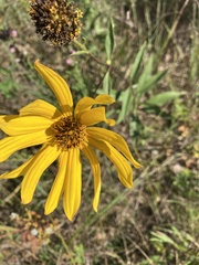 Helianthus pauciflorus
