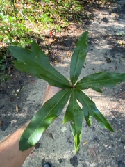 Quercus phellos