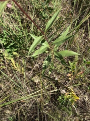 Helianthus pauciflorus