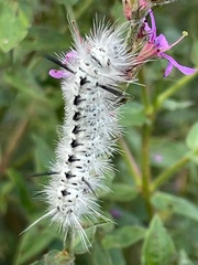 Lophocampa caryae